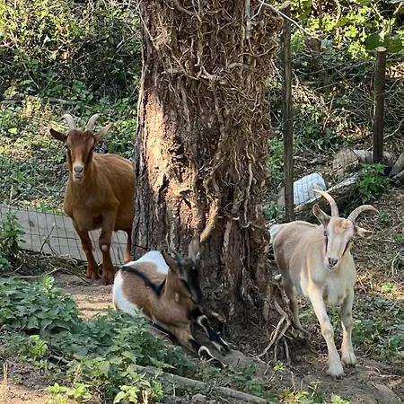 Апартаменты Spacieux Jardin, Bbq, Vue Sur Mer, *