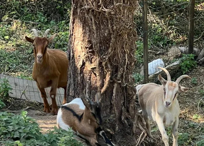 Appartamento Spacieux Jardin, Bbq, Vue Sur Mer, *